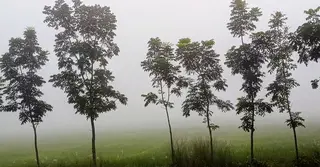 ভাদ্রের সকালে শীতের আমেজ; কুয়াশার চাদরে ঢাকলো পঞ্চগড়